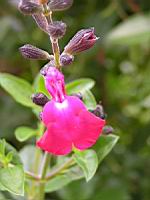 Sauge - Lamiaceae Salvia (03) (Photo F. Mrugala)
